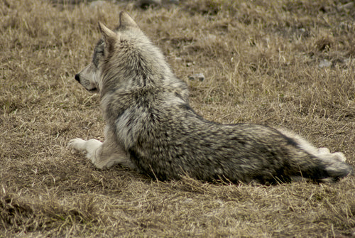 1 Day Wolf Trapping Course - In McBride, February 11th, 2025 with Instructor Bryan Monroe